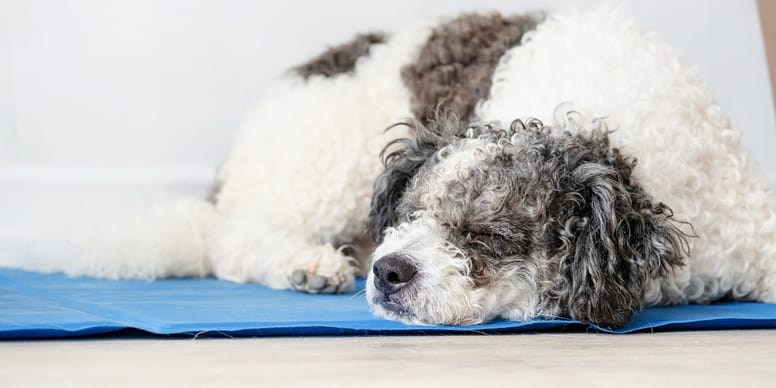 ElevaPulse Kühlmatte Für Hunde & Katzen - 40x50cm Selbstkühlend